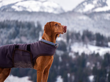 Side view of a dog looking away