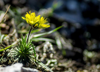 Close-up of yellow flower