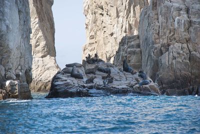 Sealions on rocks near lands end in cabo san lucas, baja california, mexico