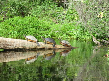 Lake by trees