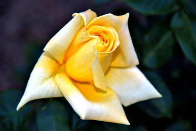 Close-up of yellow rose