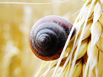 Close-up of snail on flower
