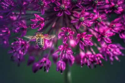 Close-up of purple flowers