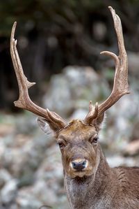 Close-up of deer