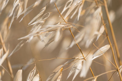 Close-up of stalks in field