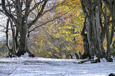 Trees in winter