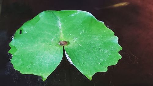 High angle view of raindrops on leaf