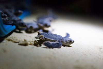 Close-up of turtle on sand