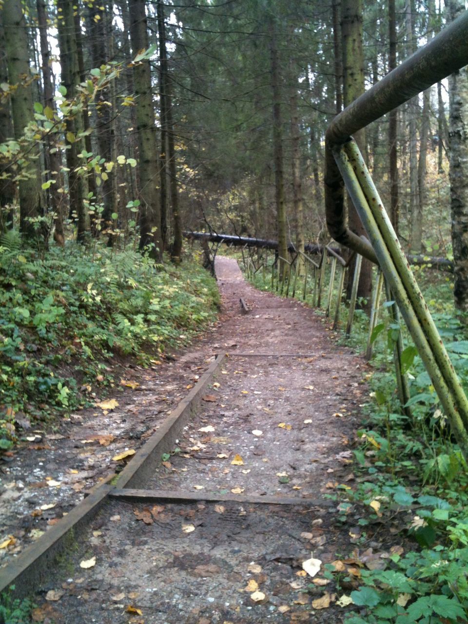 tree, the way forward, forest, diminishing perspective, tranquility, growth, vanishing point, nature, tree trunk, woodland, tranquil scene, leaf, plant, day, transportation, beauty in nature, no people, non-urban scene, outdoors, footpath