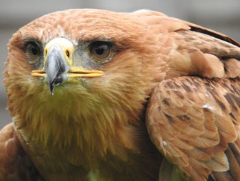 Close-up of eagle