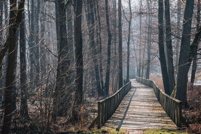 Rear view of man walking in forest