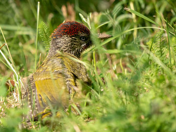 Close-up of a bird in a field