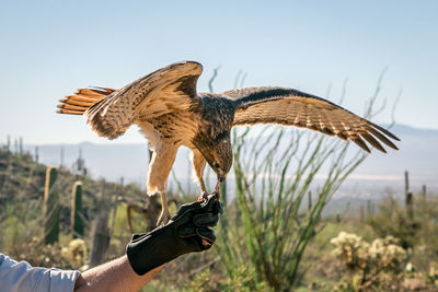 Close-up of eagle flying against clear sky