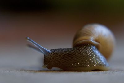 Close-up of snail