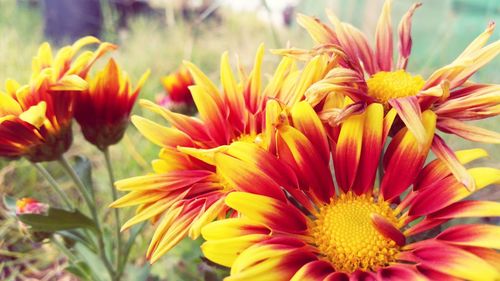 Close-up of flowers