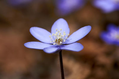 Close-up of purple flowering plant