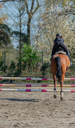 View of horse running