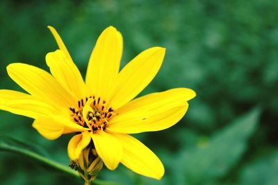 Close-up of yellow flower