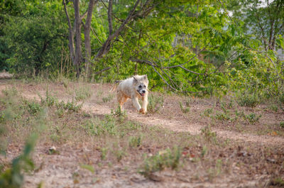 Dog in a forest