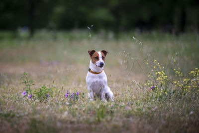 A jack russel dog sitting in a park near wild flowers