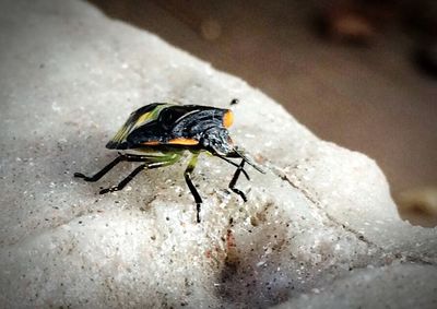 Close-up of insect