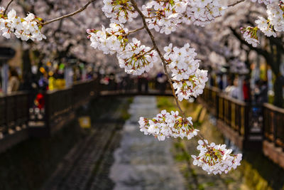 Close-up of cherry blossoms growing on branch