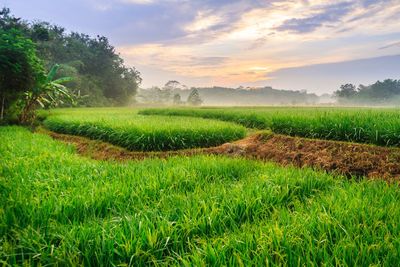 Scenic view of field against sky