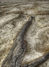 Close-up of tree trunk