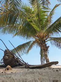 Low angle view of palm tree against clear sky