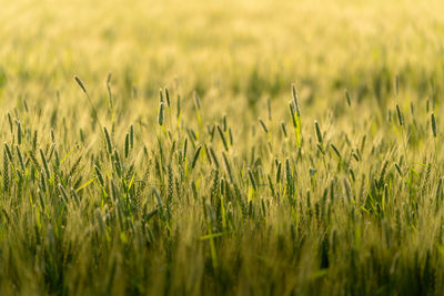 Wheat growing on field