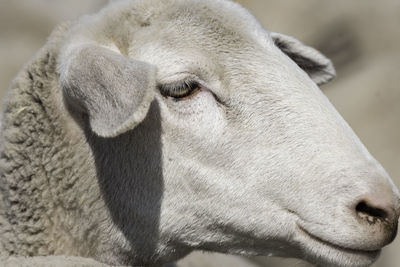 Close-up of goat