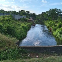 Scenic view of river amidst trees against sky