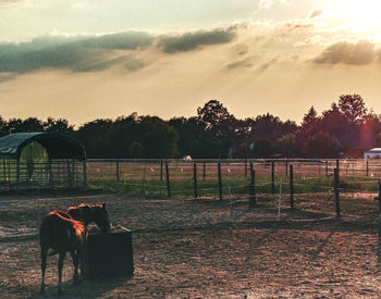 View of a dog looking at field