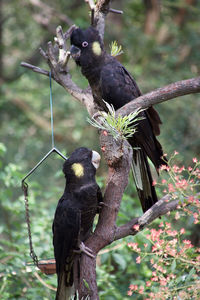 Close-up of bird perching on tree