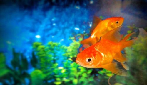 Close-up of fish underwater