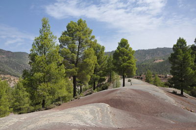 Road amidst trees against sky