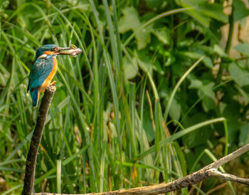 Kingfisher carrying fish in beak on stick