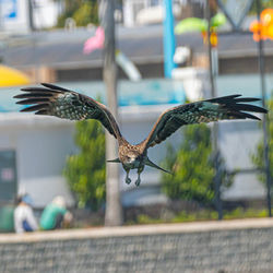 Bird flying over blurred background