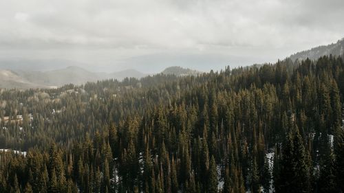 Panoramic view of trees in forest against sky