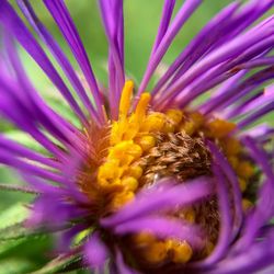 Close-up of purple flower