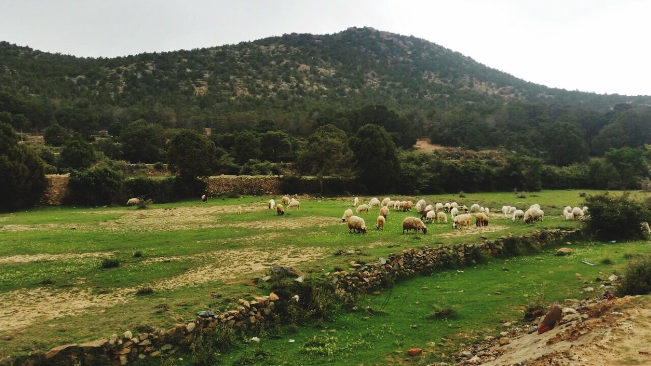 animal themes, landscape, livestock, domestic animals, field, grass, green color, grazing, rural scene, tree, mountain, mammal, nature, tranquil scene, growth, beauty in nature, tranquility, cow, scenics