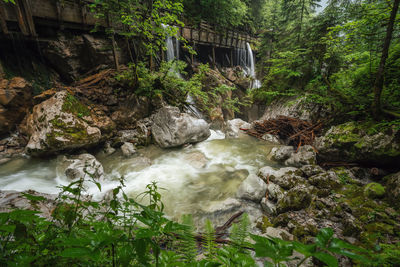 Scenic view of waterfall in forest