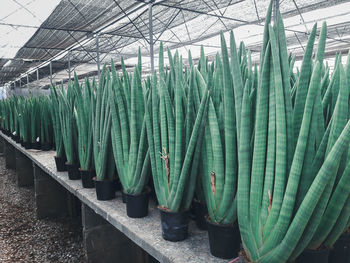 Plants growing in greenhouse