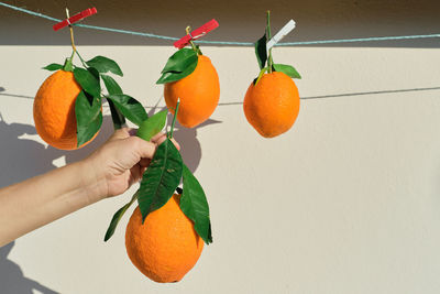 Ripe oranges, woman's hand holds an orange, harvesting citrus fruits in bright sunlight