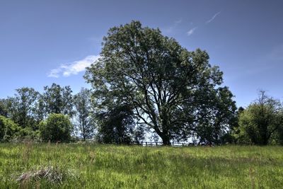 Trees on field against sky