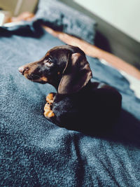 Close-up of a dog resting on bed