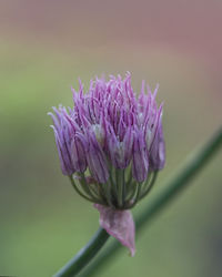 Close-up of pink flower