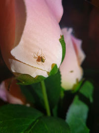 Close-up of insect on flower