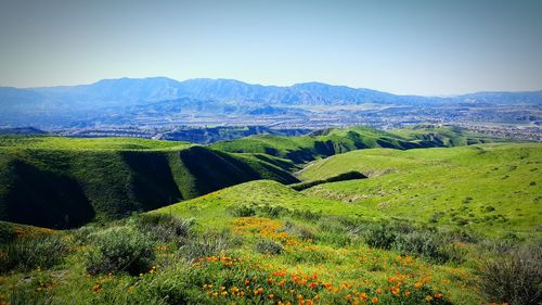 Scenic view of field against clear sky