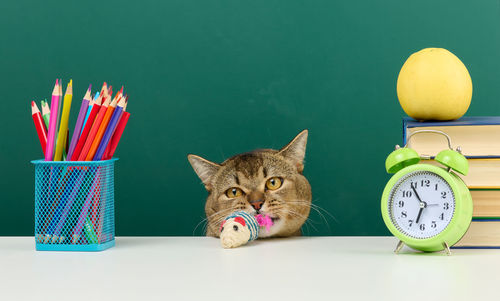 Adult straight scottish gray cat sits on the background of a green school board. back to school